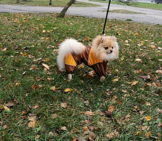 Aramis apģērbs suņiem. Ziemas suņu kombinezons-mētelis ar atstarotājiem, L